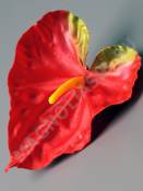 Антуриум рифленый с пестиком 12см плотный сатин (бел мол крас крас-зел сир)