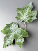  ***Лист виноградный с патиной двойной  22см
