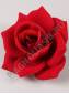 Роза Барселона бархат 4сл 14см (темно-красный)/К 