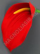 Калла бархат 1сл 11см без пестика (крас) (пестик см. 2206)