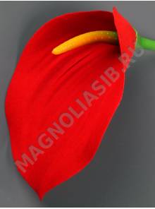 Калла бархат 1сл 11см без пестика (крас) (пестик см. 2206  2213)