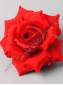 Роза бархат 4сл 14см (красн)/К