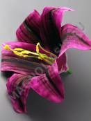 Лилия тигровая закрученная хлопок 15см без тычинки (бел крас син мал свек лайм)(тыч 2200 2211 2205)