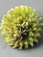 Хризантема Экзотик неткан игольчатая 8сл 10 см  (бел мал зел сир борд оранж п-корал крем)