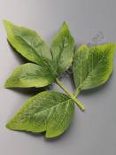 Лист пиона с прожилками хлопок  15.5см 