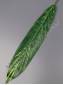 Лист щучий хвост Аспидистра вощеный 37/52см