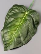 РАСПРОДАЖА. Лист Диффенбахии темно-зеленый хлопок 19/32 см 