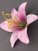 Лилия тигровая хлопок без пест.13 см (бел лим крем сир мал перс с кромк) (пестик 2200 2205 2211)