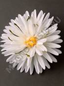 Москва***Хризантема атлас 4сл 13см (роз борд)