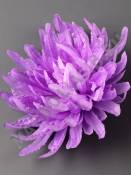 Хризантема кудрявая 8сл нетк 14 см (бел крас син сир роз сливоч бордо) 