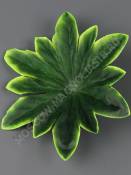 ***Лист пиона подразетник со светлой кромкой неткан 14см