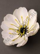 Анемона плотный атлас 2сл 17см (бел крас гол мол мол-роз роз жёл сир микс)/К