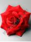 Роза бархат 5 сл 16 см (красная)/К