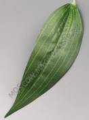 Лист лилии флористический боковой 15см.