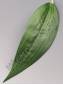 Лист лилии флористический боковой 15см.