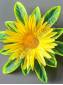 Ромашка игольчатая на листе 2сл 18см (син сир желт роз)
