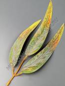 ***Лист эвкалипта для декора хлопок 3 листа 22см (зел оранж черн)