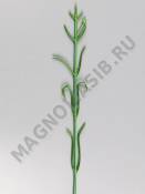 Стебель гвоздики флористической 60см