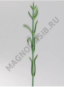 ***Стебель гвоздики флористической 60см