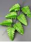 Лист папоротника  Орляк  7гр 31/41см (листики 10см)