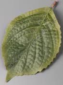 Лист подсолнуха, георгина хлопок 17см 