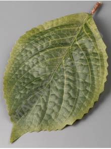 ***Лист подсолнуха, георгина хлопок 17см 