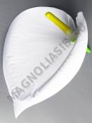 Калла бархат белая без пестика 12 см (пестик см.2212,2283)