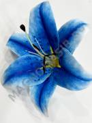 Лилия латекс натуральная 20см в компл. с тычинки (бел крас б-роз син сир) 