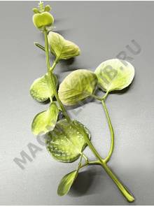 Веточка Эвкалипта монетчатого пластм. 15см