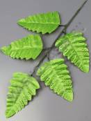 Лист папоротника Орляк 5 гр 22/37см (листики 10см)