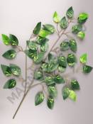 Ветка фикуса пестрого 61см