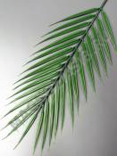 Лист пальмы пластмассовый  29/43 см (св-зел)