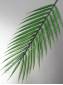 Лист пальмы пластмассовый  29/43 см (св-зел)