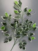 Ветка фикуса с белой кромкой по листьям 63см