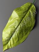 Лист фикуса крупнолистного натуральный  20/36 см. 