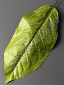Лист фикуса крупнолистного натуральный  20/36 см. 