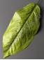 Лист фикуса крупнолистного натуральный  20/36 см. 