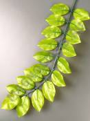 Ветка рускуса вощеная светло-зеленая 37/55 см.