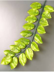 Ветка рускуса вощеная светло-зеленая 37/55 см.