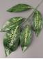 Ветка манго 5 листиков  Зеленый Кощей 58см (листик 16-19см)