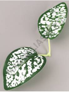 ***Лист гипоэстеса двойной 17см 