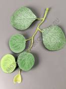 Веточка эвкалипта Серебряный доллар 5 листиков 16см 