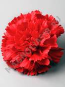 Гвоздика бархат Диантус 6сл 12 см (красная)