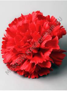 Гвоздика бархат Диантус 6сл 12 см (красная)