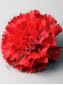 Гвоздика бархат Диантус 6сл 12 см (красная)