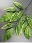  Ветка Манго 3 ветки молодая зелень 70см