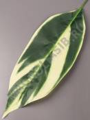 Лист Спатифиллум Мун 30/49см 