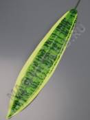 Лист щучий хвост натуральный вощеный 38/49см