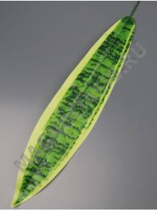 Лист щучий хвост натуральный вощеный 38/49см