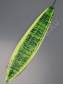 Лист щучий хвост натуральный вощеный 38/49см